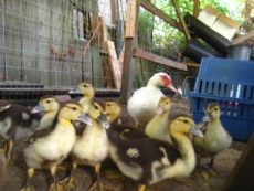 ducklings on the farm