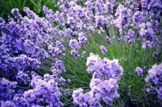 Lavendar Flowers