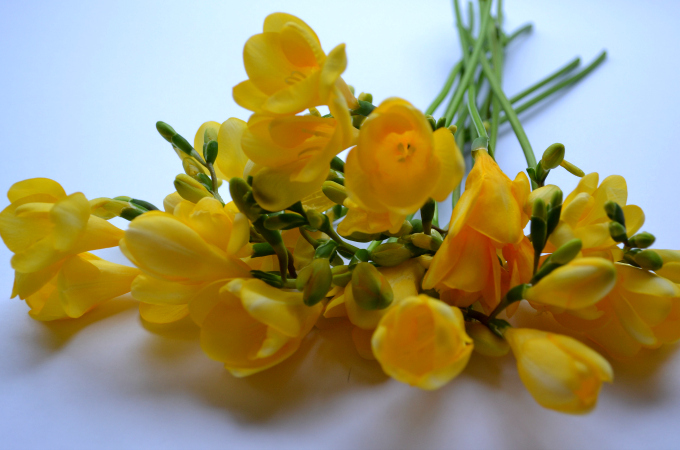 Endo Yellow Flowers